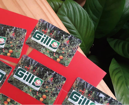 Gill Gift Card - $500